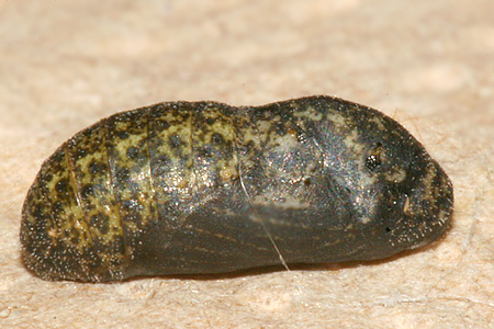 #2 formed pupa and photographed on 11 August 2009