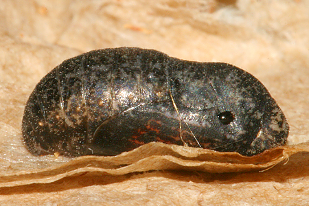 #3 pupa on 21august 8:38 A.M.