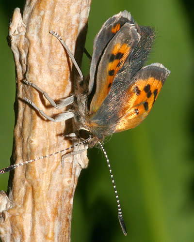 Adult just after emerging from pupa