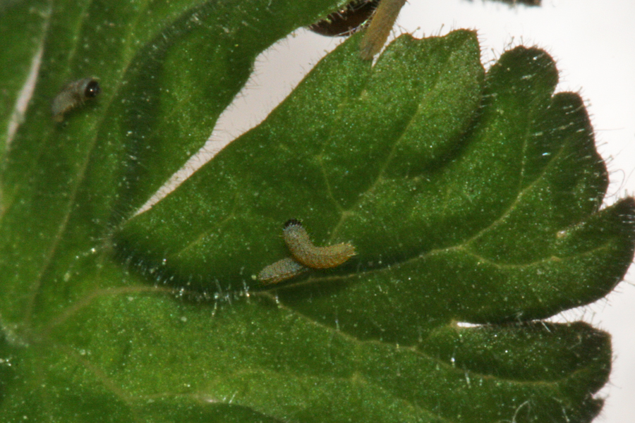 first instars