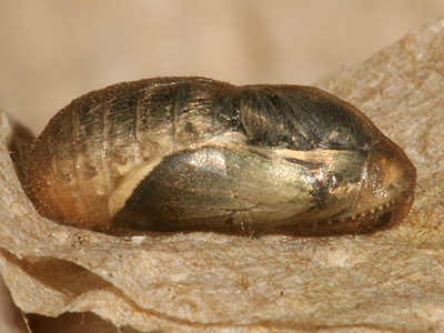 male pupa about 1 1/4 hours before emerging