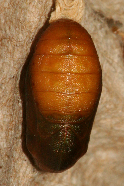 #5 pupa
                        formed 26 July, photo 6 August 2010