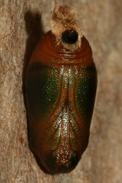 #5 pupa
                        formed 26 July, photo on 6 August 2010