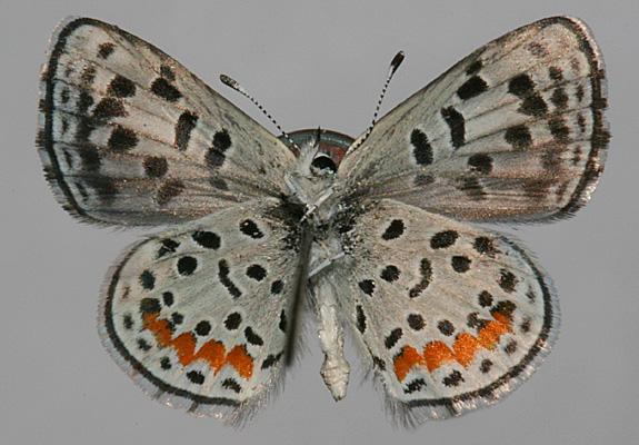 male underwings