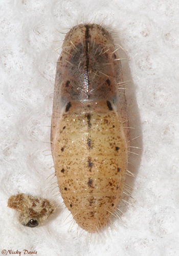 male pupa after diapause