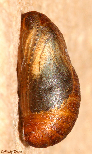 lateral view of the larva on the day it eclosed