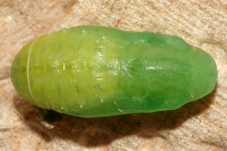 This pupa formed on July 26th