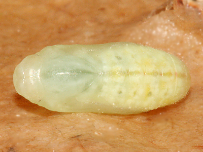 pupa
                          #2 formed August 26, 2008
