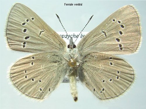 Female Glaucopsyche lygdamus oro - ventral