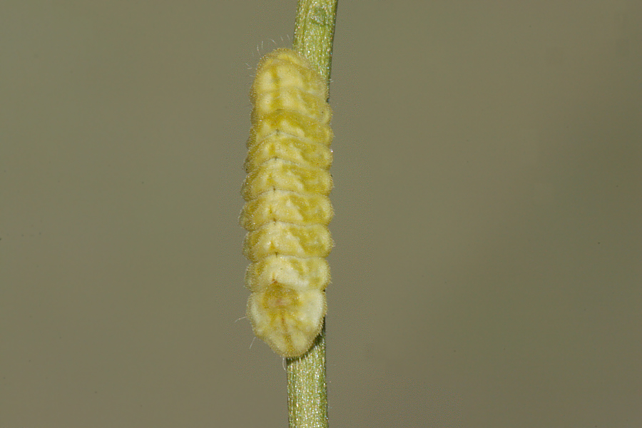 Third instar