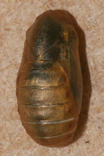 #10 male pupa  12 minutes before emerging