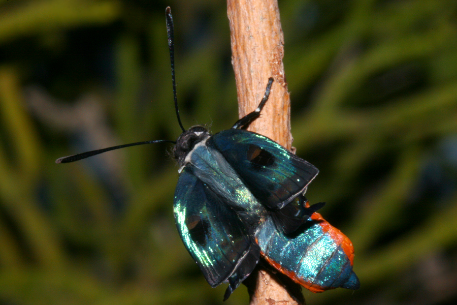 male inflating wings