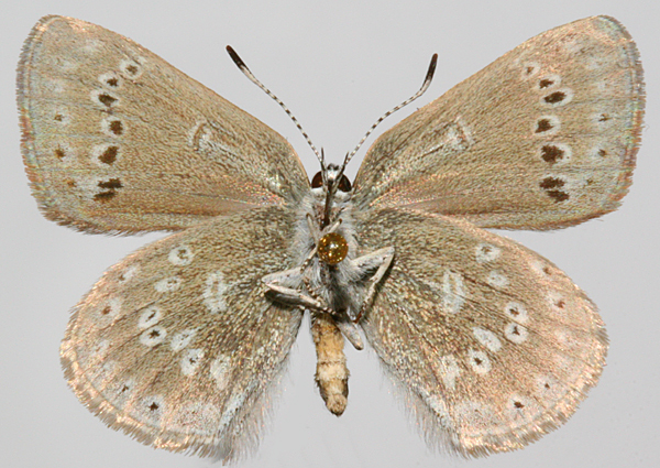 Male Underwing