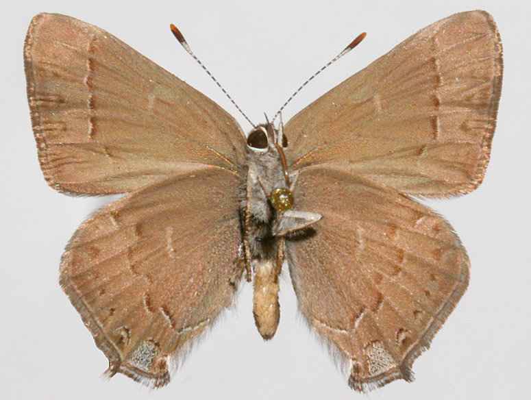Male underwing