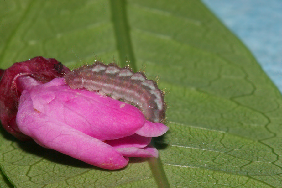 lateral view - third instar
