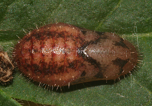 pupa formed 13 July 2012
