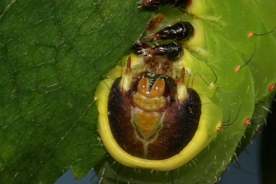 close-up of face while feeding