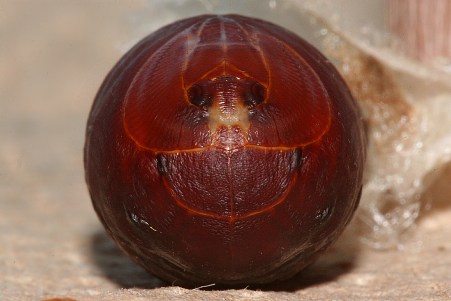 front view of pupa 26 July 2011