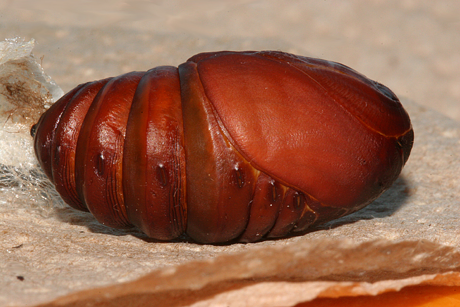 side view of pupa 26 July 2011