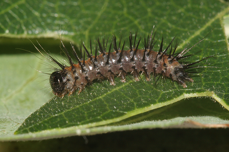 4th instar lateral