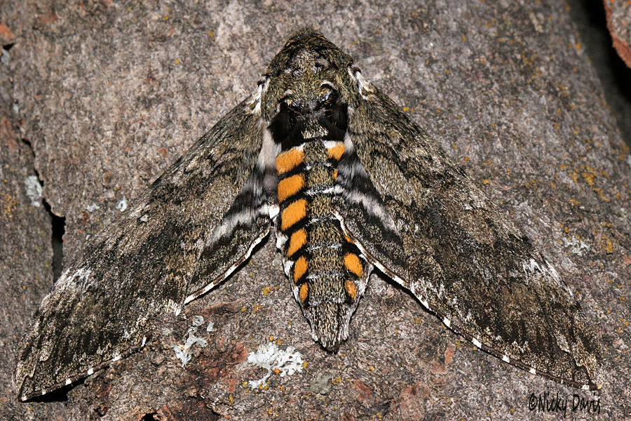 male that emerged in 2017