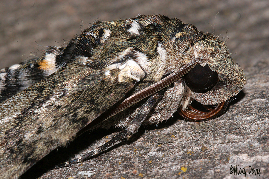 male hornworm