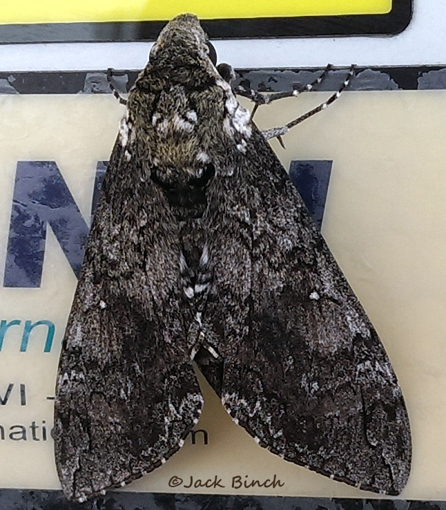 moth adult