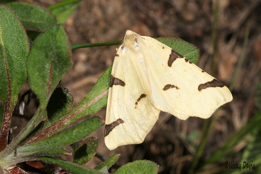 moth meoterpes trianguliferata