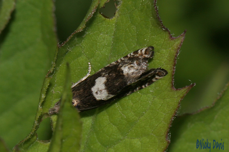 Brown and White Moth