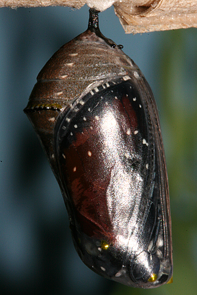 Pupa 28 minutes before emerging
