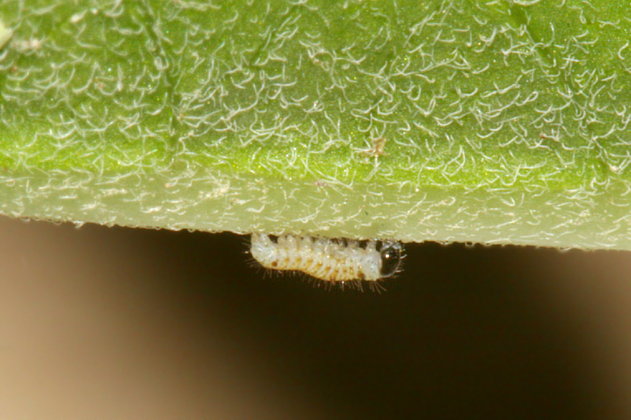 First instar