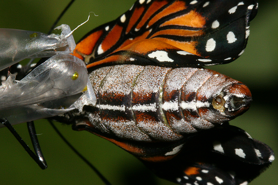 close-up of female  abdomen tip