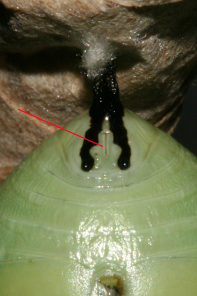 male showing one slit at tip of abdomen