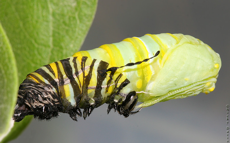 larva's old skin splitting and new pupa
                    emerging