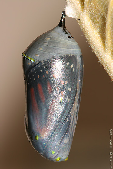 Pupa just prior to adult
                      butterfly emerging