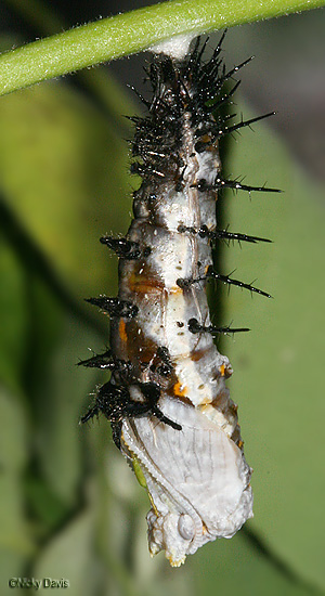 Head and wing case of pupa has emerged
