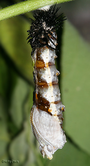 larval head and skin has peeled back to
                          the tail