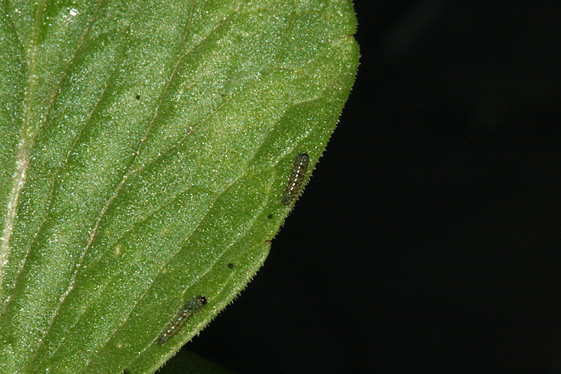 first instars