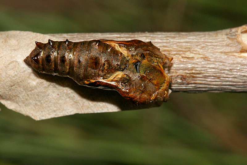 emerging from pupa