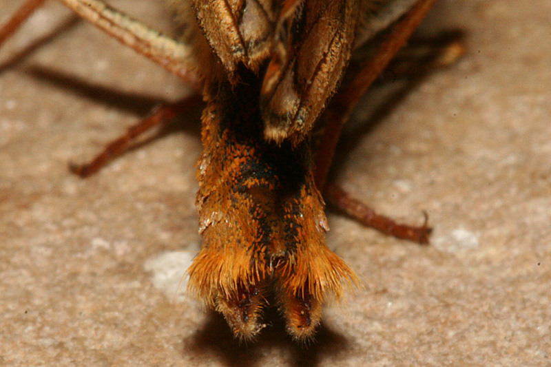 tip of male abdomen