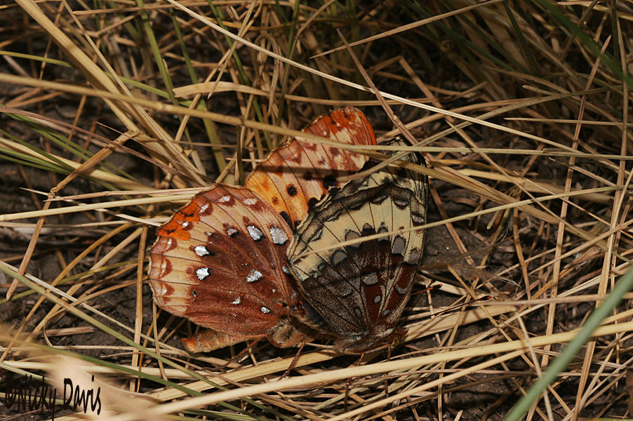 male and female