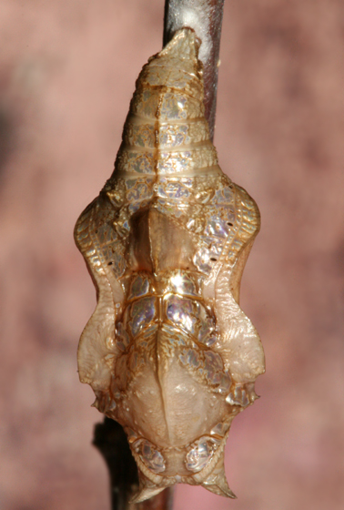ventral view of pupa