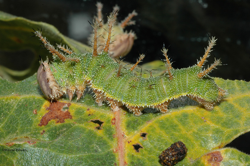 4th instar larva photo by Wayne Whaley