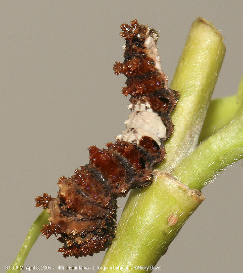 3rd instar larva- L. lorquini burrisoni -8:59 A.M. 04-03-06