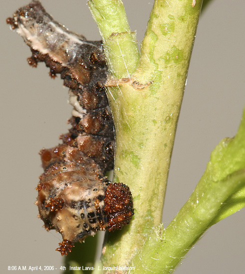 L. lorquini burrsoni larva - 8:06 A.M. 04-04-06