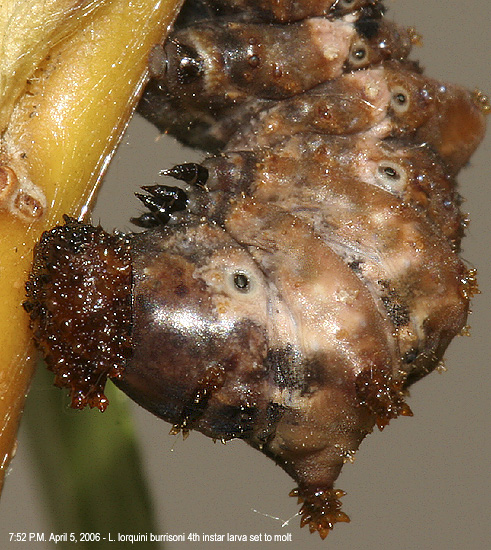 L. lorquini burrisoni 4th instar larva set to molt