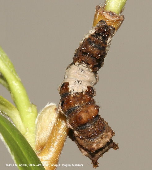 dorsal view of larva on April 6th