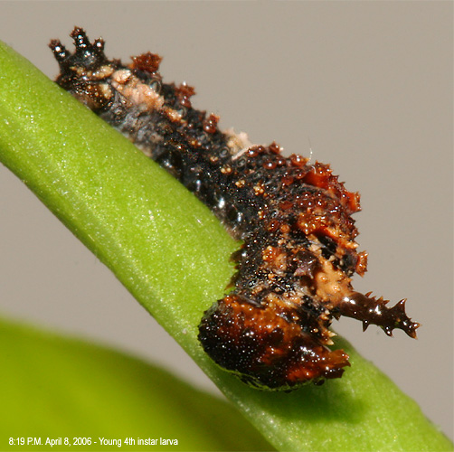 Young 4th instar larva