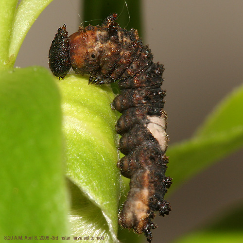 3rd instar larva set to molt