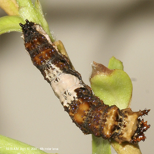 4th instar larva -dorsal view